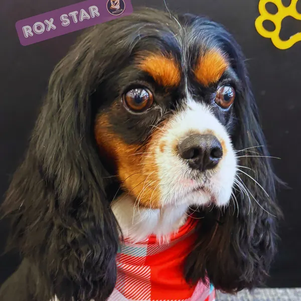 Rox Star: tricolor Cavalier King Charles Spaniel in a plaid bandana at K9 Rox Club